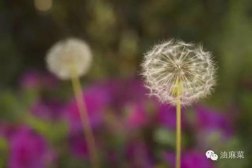 金银紫菊玫瑰花 陪你丙申过大运 商品图0