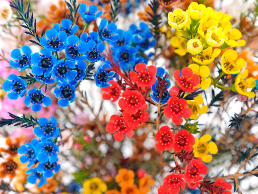 菜头商城 聊寄一枝春，云南懒人插花之〔澳洲腊梅〕A级 商品图9