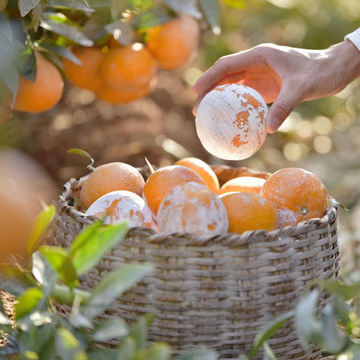 【醉人心甜】脏脏柑 皮薄易剥 细嫩化渣 入口即化柔 闻则芳香 尝则酸甜 浓郁的柑橘味儿 商品图0