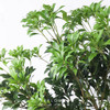 马醉木1m-1.2m【每周二陆续发货，疫情自动顺延】 商品缩略图4
