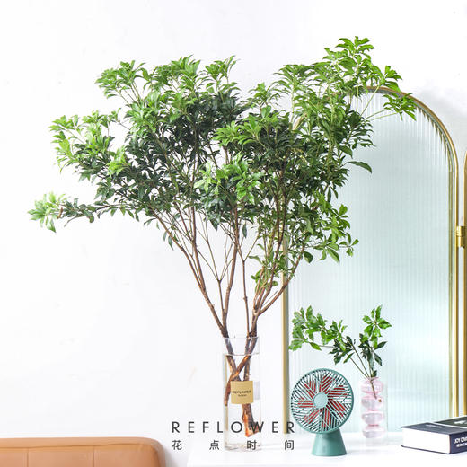 马醉木1m-1.2m【每周二陆续发货，疫情自动顺延】 商品图0