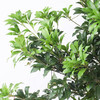 马醉木1m-1.2m【每周二陆续发货，疫情自动顺延】 商品缩略图3