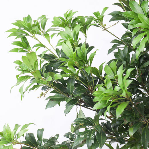 马醉木1m-1.2m【每周二陆续发货，疫情自动顺延】 商品图3