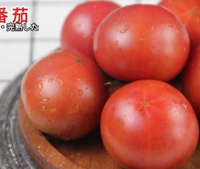 高糖184番茄礼盒装