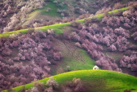 新疆伊犁河谷春色丨吐尔根&大西沟杏花花海、库姆塔格沙漠体验骑骆驼、西游记传奇“火焰山“、大西洋最后一滴眼泪”赛里木湖、那拉提空中草原、安集海大峡谷10天纯玩团 商品图3