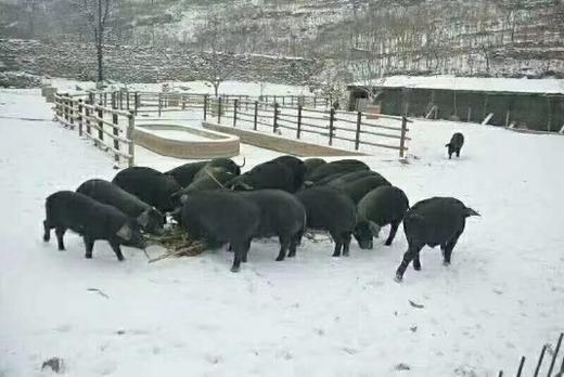 黑山猪猪油400g/瓶*3 商品图8