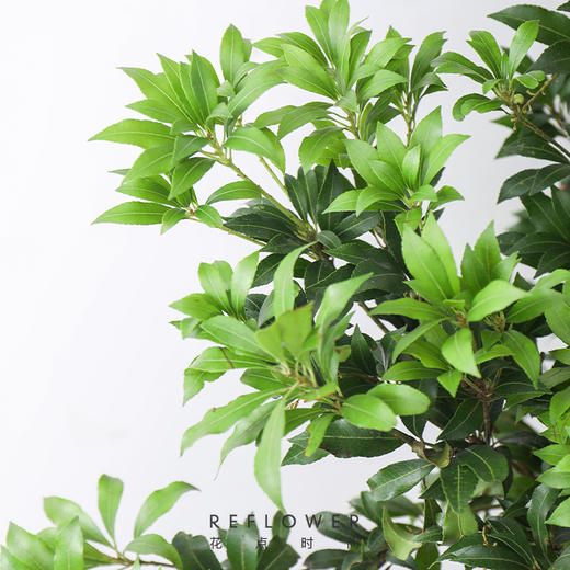 马醉木1m-1.2m【每周二陆续发货，疫情自动顺延】 商品图2