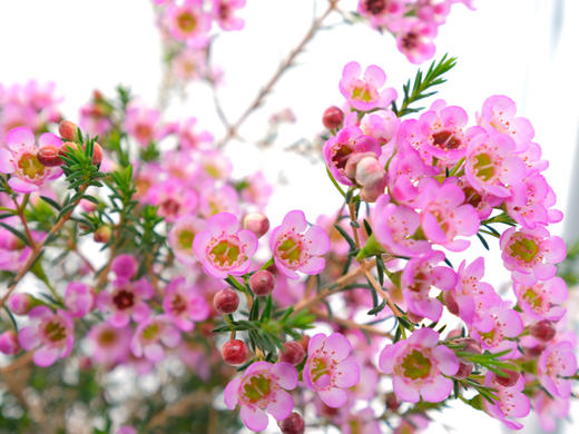 菜头商城 聊寄一枝春，云南懒人插花之〔澳洲腊梅〕A级 商品图8