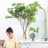 马醉木1m-1.2m【每周二陆续发货，疫情自动顺延】 商品缩略图1
