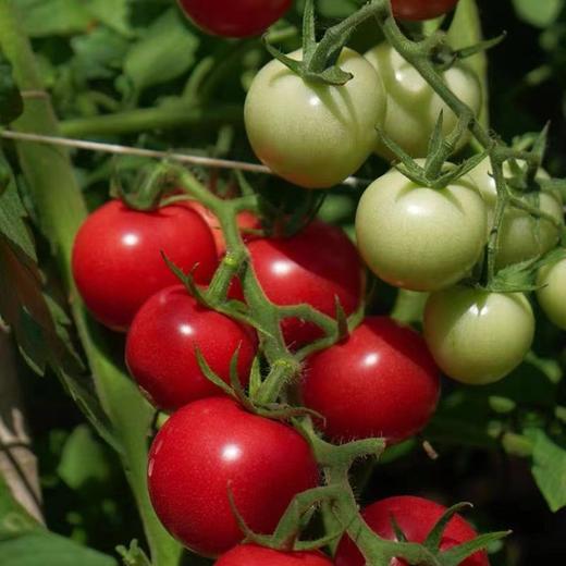 【会员15/斤】崔家集爆汁玲珑小番茄 - sekaiichi千鲜