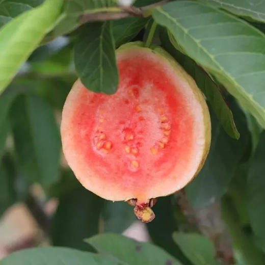 树上熟红心芭乐 丝滑软糯 清甜爽口 独特香味 轻食代餐果 商品图4