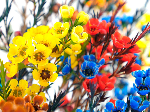 菜头商城 聊寄一枝春，云南懒人插花之〔澳洲腊梅〕A级 商品图7