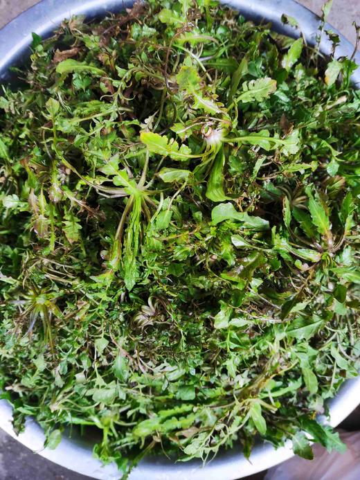 野荠菜（8两/份） 商品图0