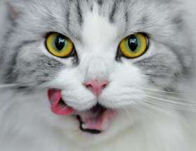 猫咪可以吃生猪肉么