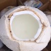 [最农公社]泰国香水椰青9粒装单果重700-900g以上送开椰器椰香浓郁 商品缩略图4
