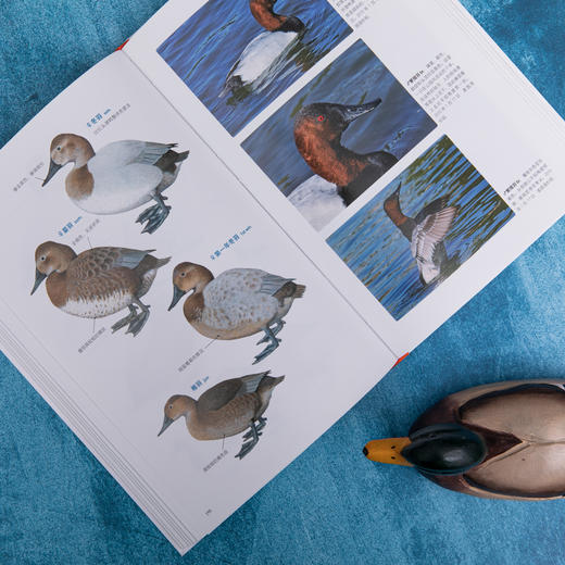 鸭类识别图鉴：54种鸭类的“全羽衣”图鉴，1500余幅手绘&照片，科学的鸟种认知，实用的设计编排，一书助你从容观鸭！ 商品图2