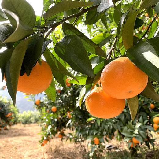 柳州 香橙沃柑 新鲜采摘 原生态 5斤/9斤装 商品图3