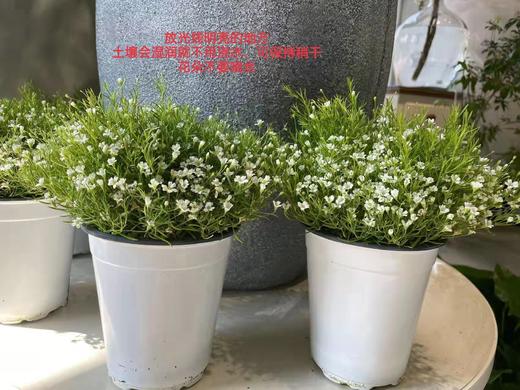 满天星盆栽（不含花盆） 商品图2