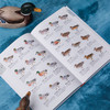 鸭类识别图鉴：54种鸭类的“全羽衣”图鉴，1500余幅手绘&照片，科学的鸟种认知，实用的设计编排，一书助你从容观鸭！ 商品缩略图5