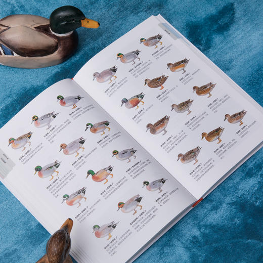 鸭类识别图鉴：54种鸭类的“全羽衣”图鉴，1500余幅手绘&照片，科学的鸟种认知，实用的设计编排，一书助你从容观鸭！ 商品图5