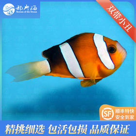 黄双带小丑Amphiprion clarkii
