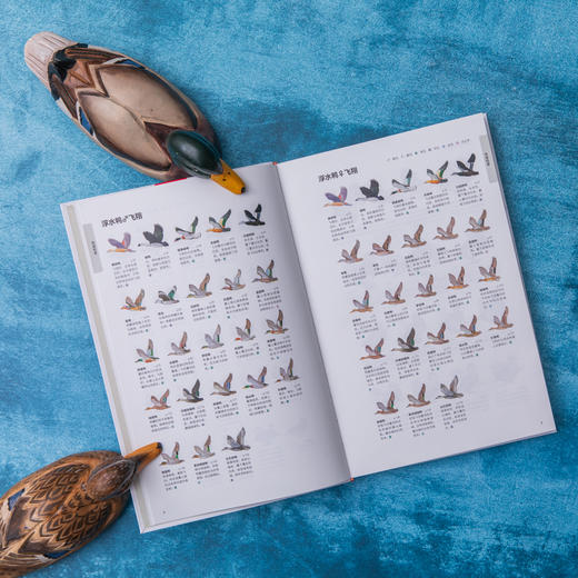 鸭类识别图鉴：54种鸭类的“全羽衣”图鉴，1500余幅手绘&照片，科学的鸟种认知，实用的设计编排，一书助你从容观鸭！ 商品图7