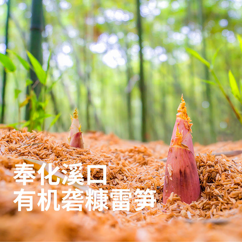 奉化溪口有机砻糠雷笋(3斤/5斤)肉质细腻 甘甜脆嫩 (每日17:00截单