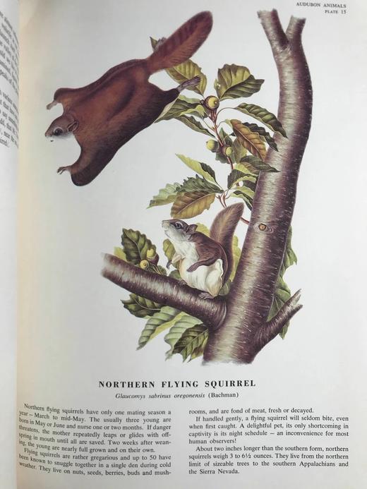 奥杜邦北美四足动物图集150幅彩色插图 精装大16开 商品图13