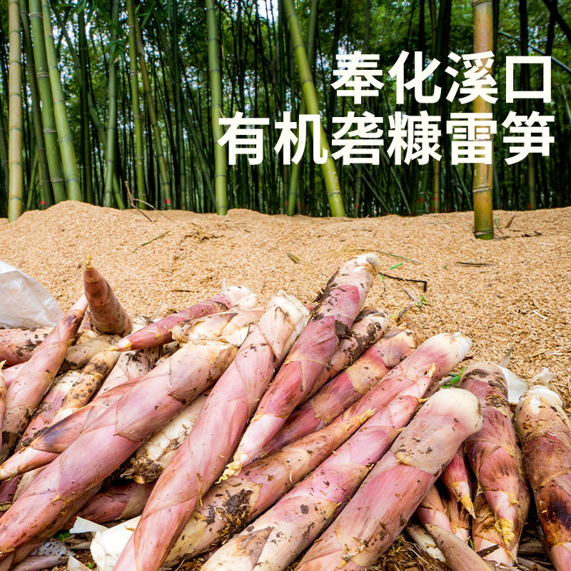 奉化溪口有机砻糠雷笋(3斤/5斤)肉质细腻 甘甜脆嫩 (每日17:00截单
