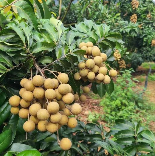 海南石硖龙眼 新鲜肉厚 核小多汁 |百里食 商品图3