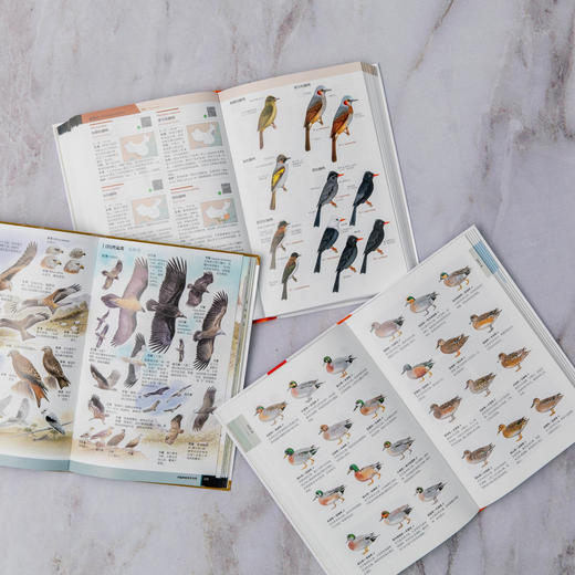 鸭类识别图鉴：54种鸭类的“全羽衣”图鉴，1500余幅手绘&照片，科学的鸟种认知，实用的设计编排，一书助你从容观鸭！ 商品图3