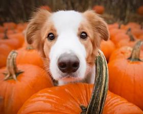 怎么预防狗狗消化不良