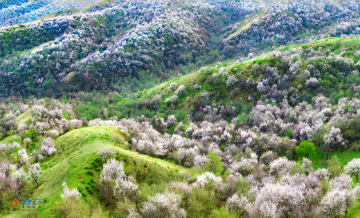 春摄新疆（C）:伊犁杏花沟花海•赛里木湖·那拉提草原冰百合·喀赞其民俗风情三飞8天摄影 商品图12
