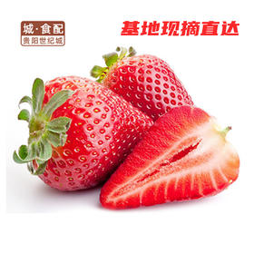 【GYZYD】花溪有机草莓 约3斤/筐