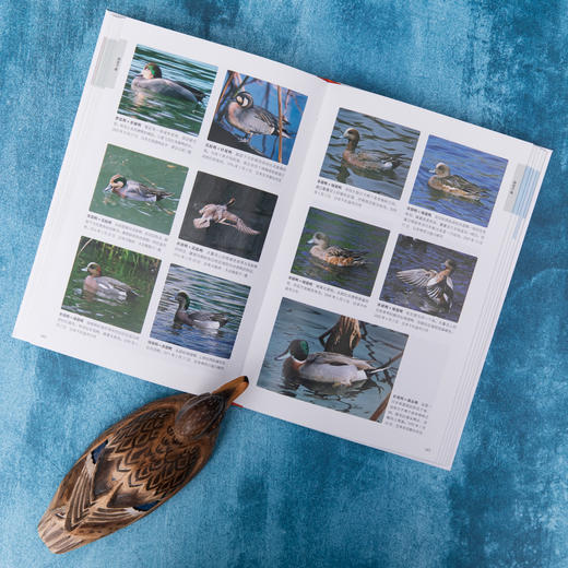 鸭类识别图鉴：54种鸭类的“全羽衣”图鉴，1500余幅手绘&照片，科学的鸟种认知，实用的设计编排，一书助你从容观鸭！ 商品图6