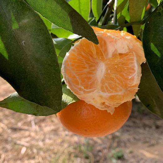 柳州 香橙沃柑 新鲜采摘 原生态 5斤/9斤装 商品图2