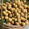 海南石硖龙眼 新鲜肉厚 核小多汁 |百里食 商品缩略图2