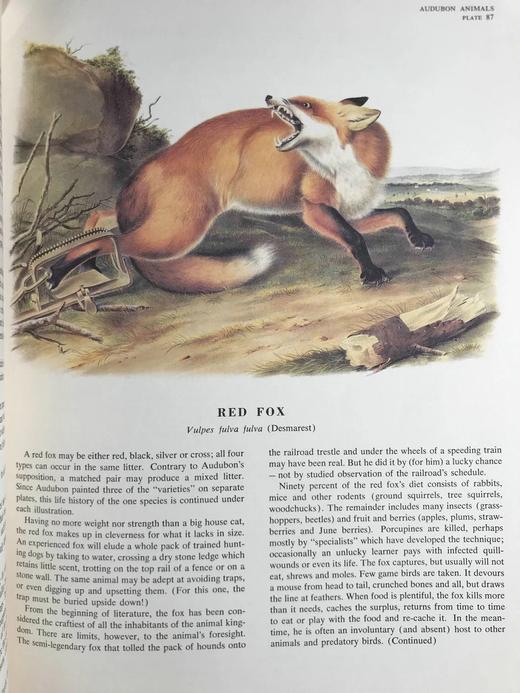 奥杜邦北美四足动物图集150幅彩色插图 精装大16开 商品图9