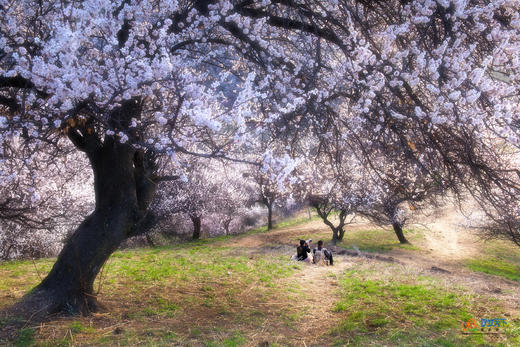 春摄新疆（C）:伊犁杏花沟花海•赛里木湖·那拉提草原冰百合·喀赞其民俗风情三飞8天摄影 商品图1