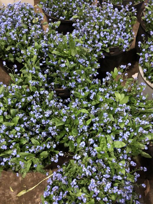 jlh法国勿忘我蓝色5