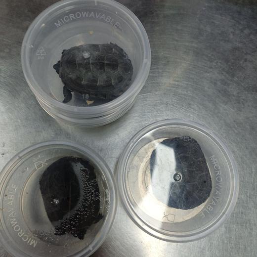 一只小乌龟 商品图0