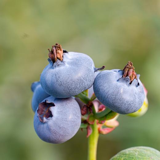【云南花香蓝莓】蓝莓升级！果园直采，新鲜直达！硬度好，果粉足，风味绝佳。（周一、三、五12:00前下单，48小时内发货。） 商品图1