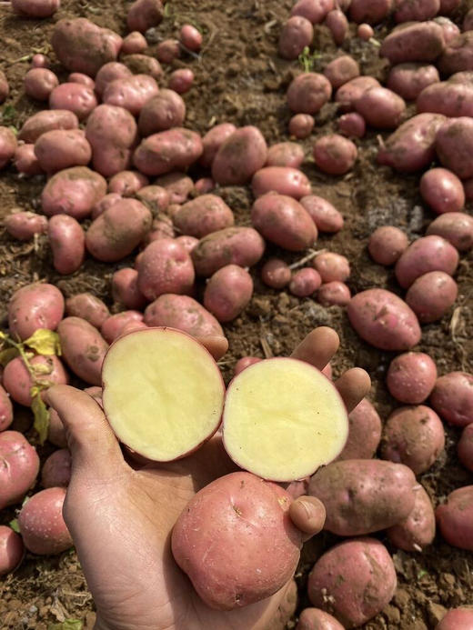 云南红皮土豆 3斤（可原产地发货） 商品图5