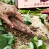 富硒板栗地瓜 高原甜糯红薯 一口惊艳 皮薄无丝 又甜又糯 香气还特别足 |百里食 商品缩略图13