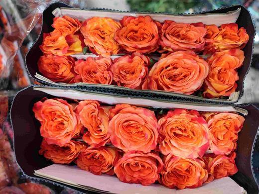 花木里，欢乐颂45公分 商品图0