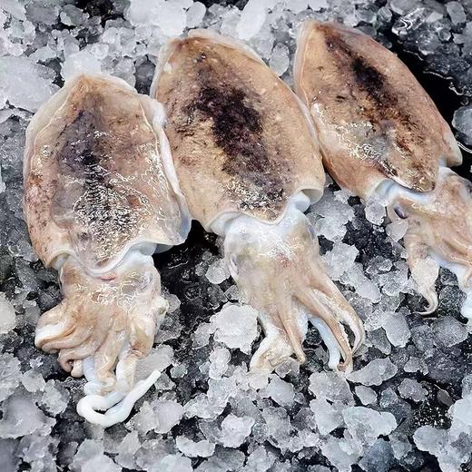 【顺丰包邮】青岛本地 墨鱼——新鲜冷冻 3斤装 商品图1