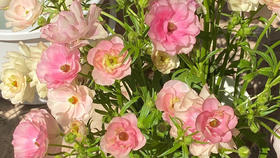 299开始贩卖美好