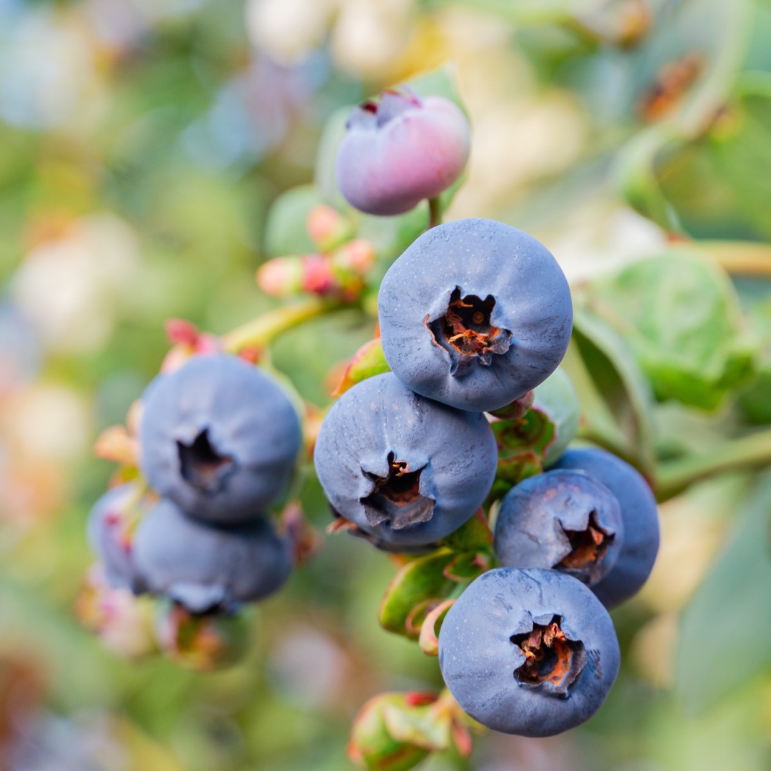 【云南花香蓝莓】蓝莓升级！果园直采，新鲜直达！硬度好，果粉足，风味绝佳。（周一、三、五12:00前下单，48小时内发货。）