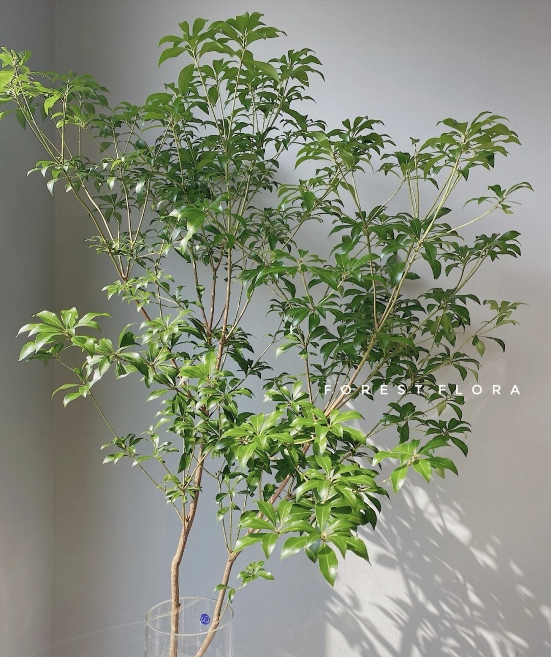 马醉木花期长80cm1m叶片有轻微擦伤折痕属正常不在售后范围冷链包邮