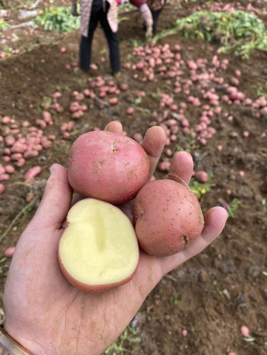 云南红皮土豆 3斤（可原产地发货） 商品图2